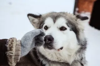 Новый Год в карельской тайге